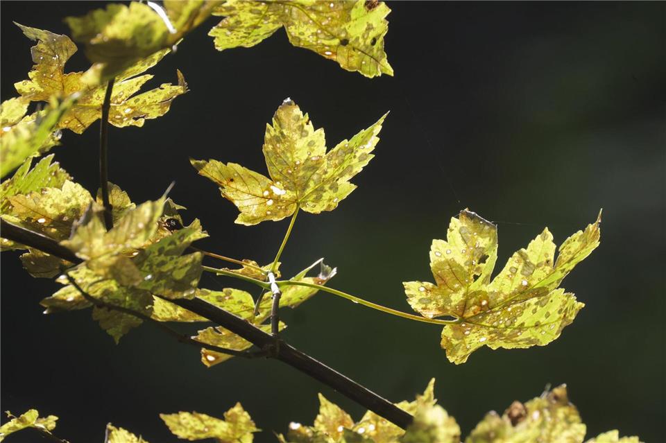 Vor allem den Eschen in Baden-Württemberg geht es immer schlechter.(Archiv)Thomas Warnack/dpa