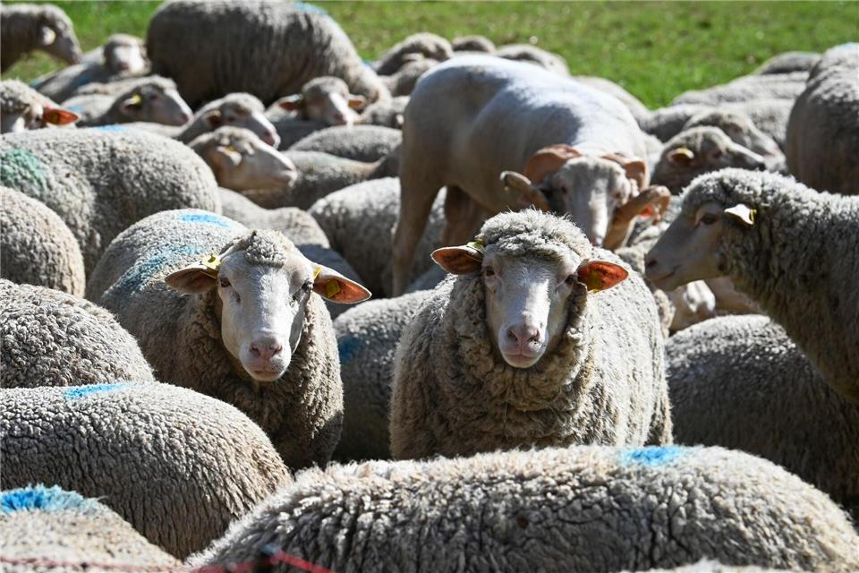 Vor allem die Zahl der Mutterschafe hat sich in Sachsen-Anhalt verringert. (Symbolbild)Heiko Rebsch/dpa