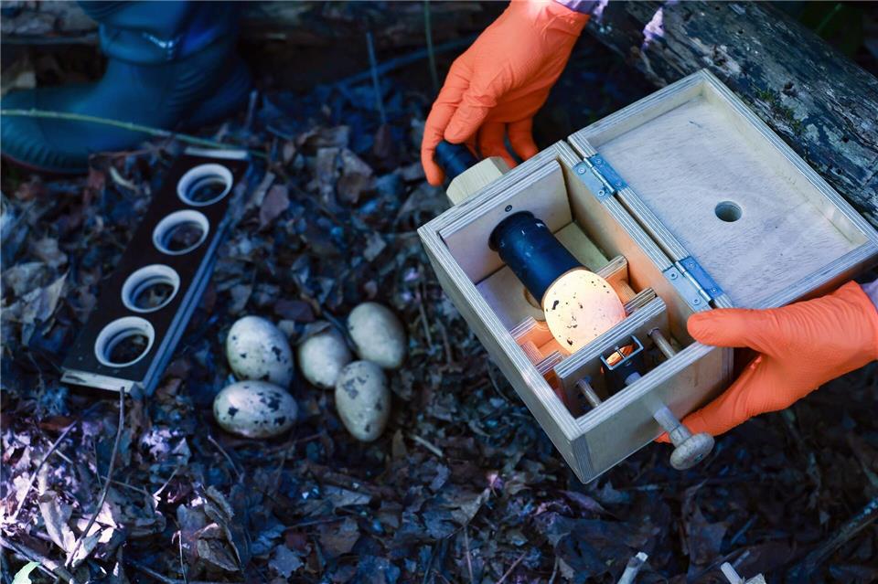 Vor allem die invasive Nilgans sorgt regelmäßig bundesweit für Schlagzeilen.Daniel Löb/dpa