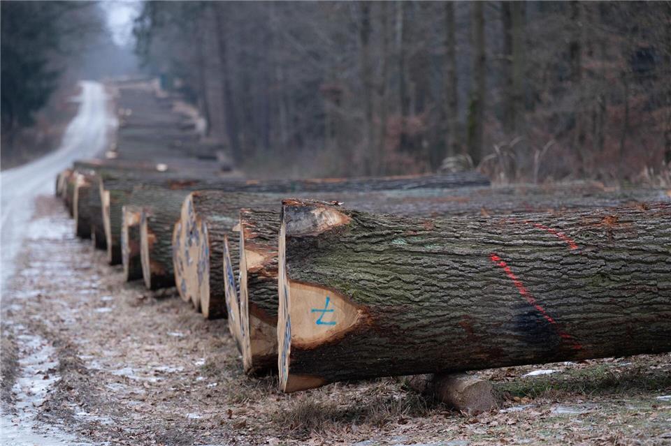 Vor allem für Eiche wurde in diesem Jahr mehr bezahlt. Sebastian Kahnert/dpa