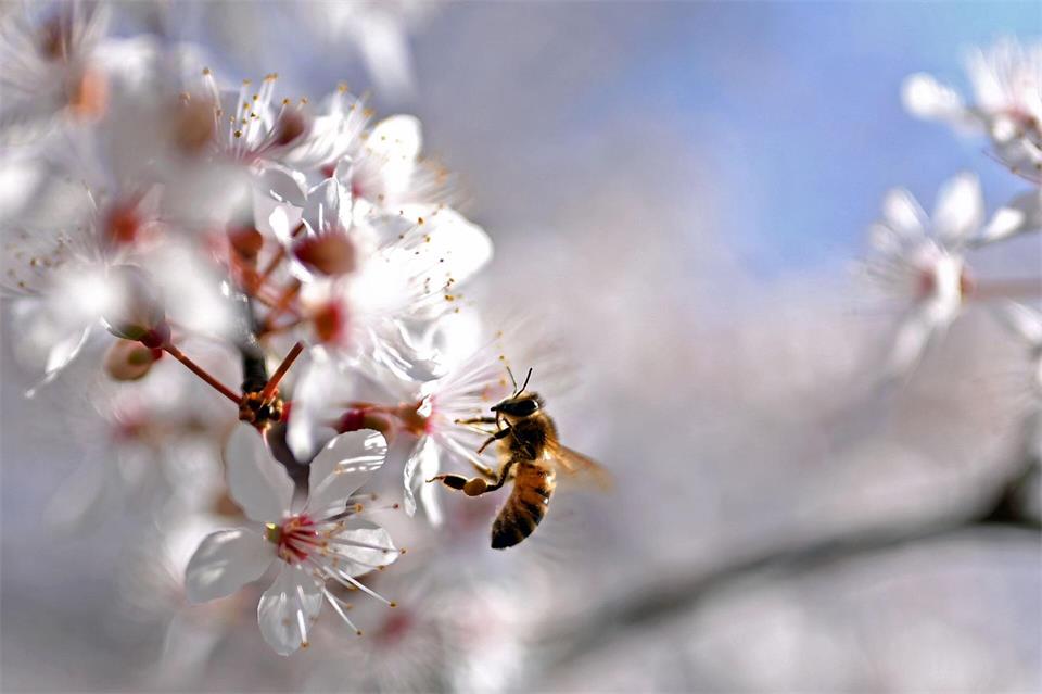 Vor allem im Frühling bieten viele Blüten den Bienen einen reich gedeckten Tisch. (Archivbild)Jennifer Brückner/dpa