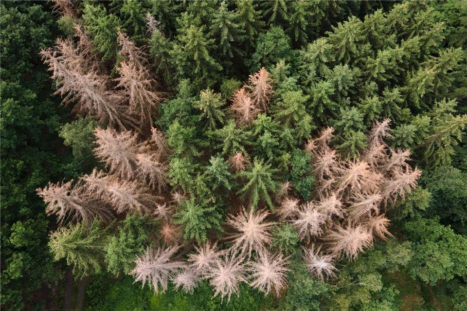 Vor allem im Harz, im Bergischen Land und in Thüringen ist der Waldrückgang besonders groß. (Archivbild)Sebastian Kahnert/dpa-Zentralbild/dpa