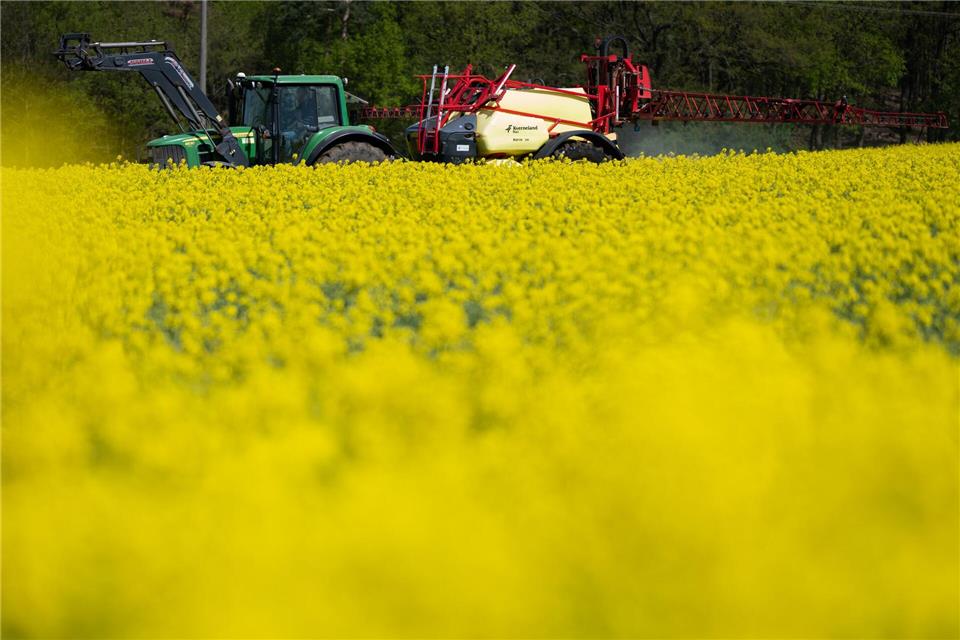 Vor allem in Mittel- und Südhessen steht der Raps auf den Feldern derzeit wieder leuchtend gelb in Blüte.Florian Wiegand/dpa