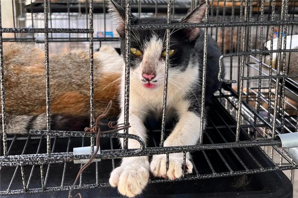 Vor allem junge Vietnamesen sehen Katzen heute als Haustiere - ein deutlicher Wandel in der Gesellschaft.Phuong Tham / Humane World for Animals/dpa