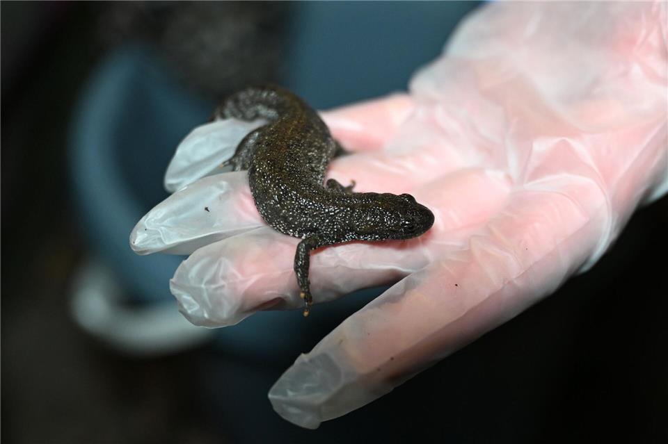 Vor dem Straßenverkehr gerettet: ein Nördlicher Kammmolch.David Hammersen/dpa