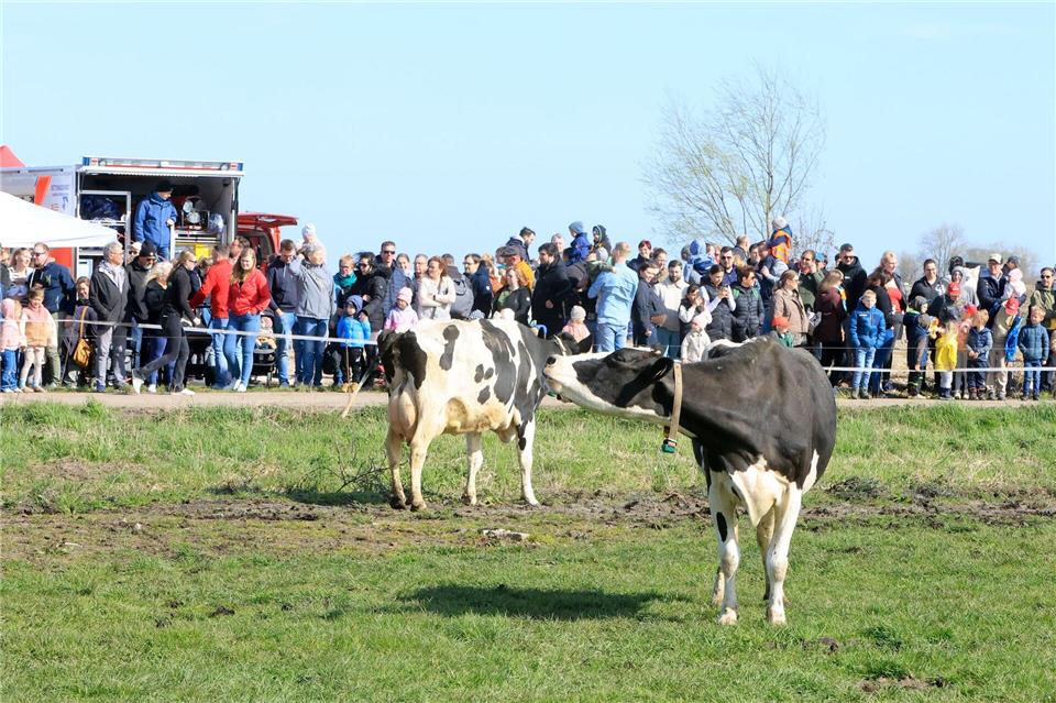 Vor den Augen der Besucher verteilt sich die Herde auf den grünen Flächen.Christian Butt/dpa