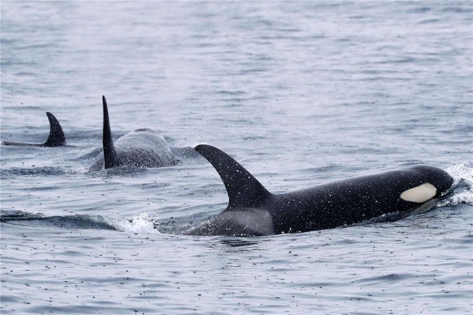 Orcas versenken Segeljacht vor Portugal - Familie gerettet Vor der Küste Portugals häufen sich die gefährlichen Interaktionen. (Archivfoto)-/Kyodo/dpa