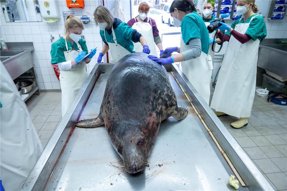Vor der Küste Rügens wurden mehr als 40 tote Robben entdeckt. (Archivbild)Stefan Sauer/dpa