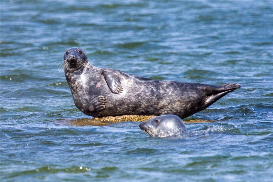 Vor der Ostküste Rügens wurden ungewöhnlich viele tote Kegelrobben entdeckt. Die Todesursache wird untersucht.  Jens Büttner/dpa