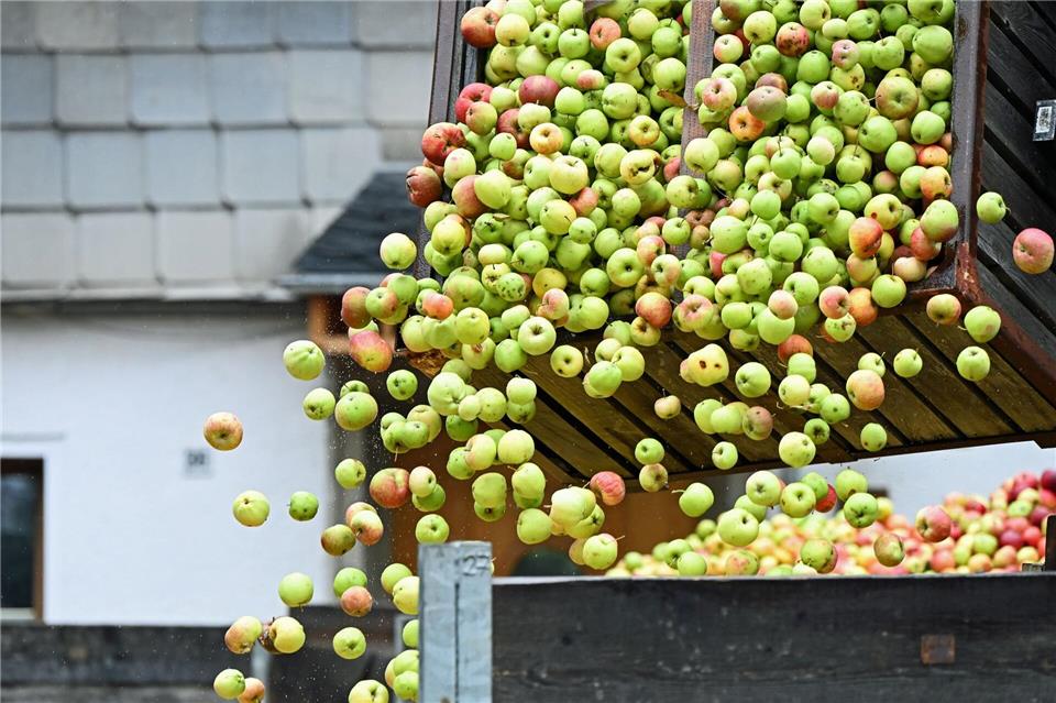 Vor der Weiterverarbeitung in der Kelterei: Aus diesen Äpfeln wird frischer Saft. Jennifer Brückner/dpa
