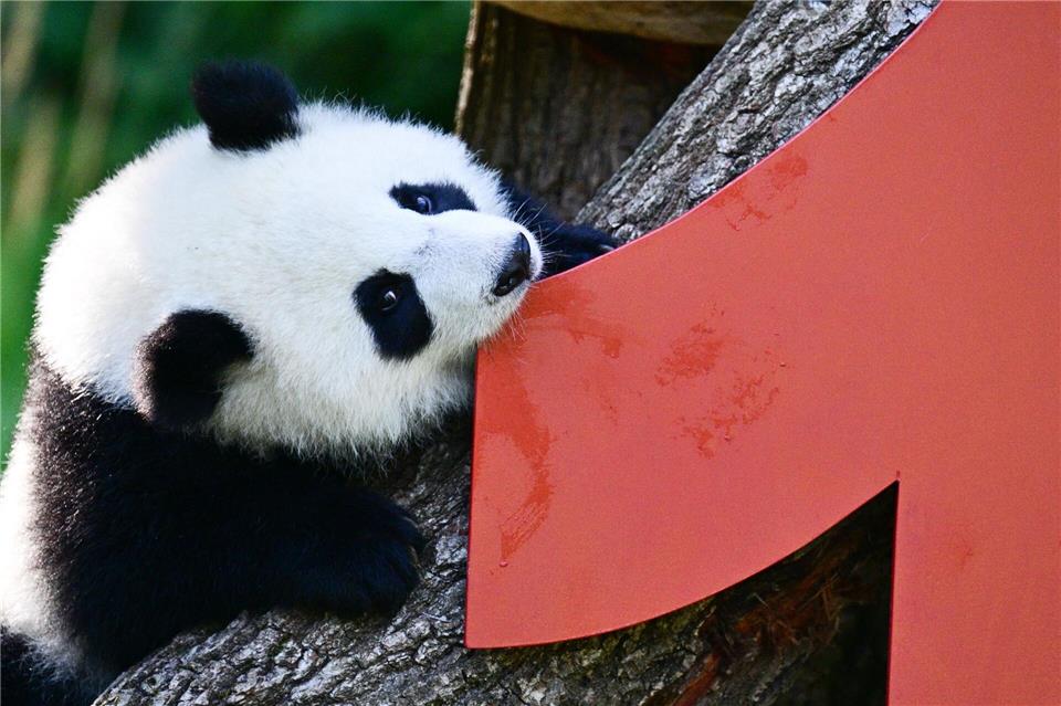 Vor einem Jahr kamen die Pandabären Leni und Lotti zur Welt.Sebastian Christoph Gollnow/dpa