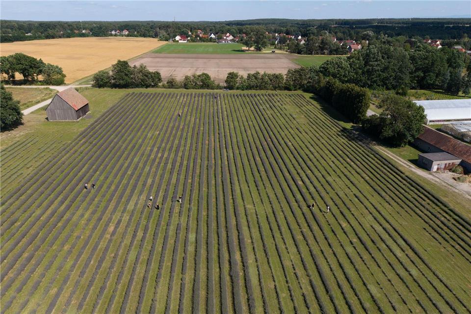 Vor sechs Jahren startete der Landwirtschaftsbetrieb einen in Sachsen einmaligen Modellversuch mit den violett blühenden Pflanzen. Katharina Kausche/dpa