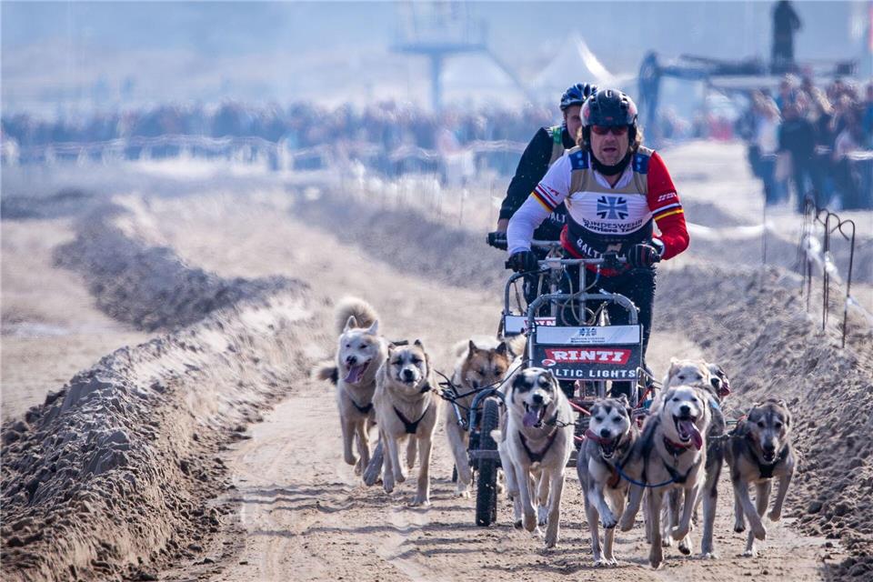 Vor vielen Zuschauer sind zahlreiche Prominente zu einem Schlittenhunderennen auf Usedom angetreten. Jens Büttner/dpa