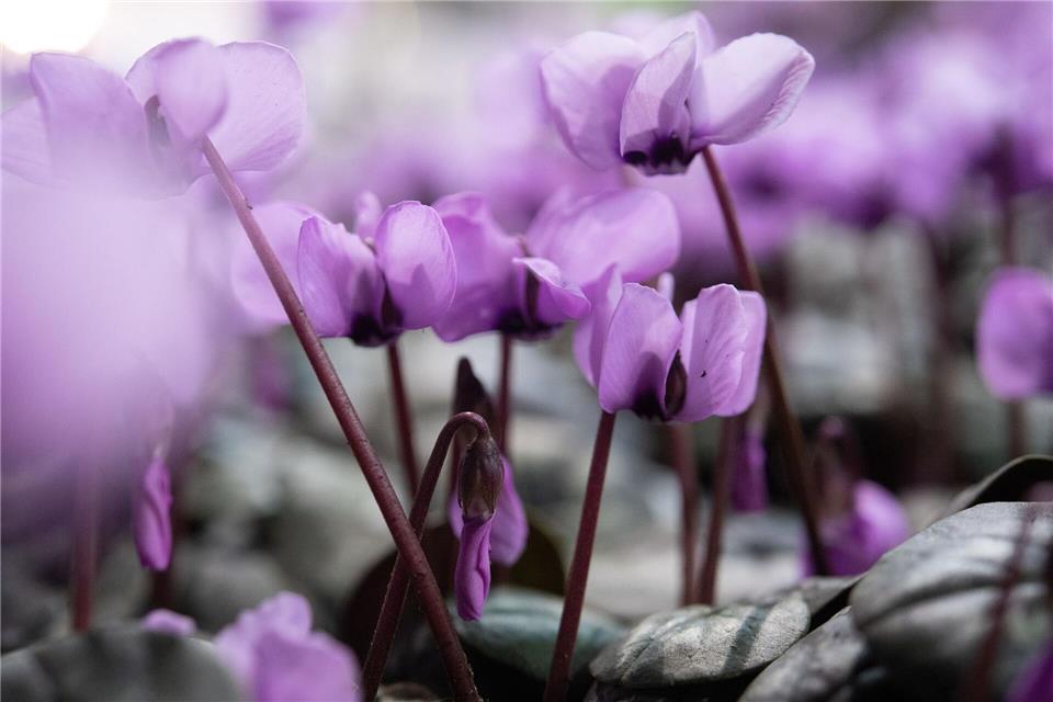 Vorfrühlings-Alpenveilchen blühen früh im Jahr und sind eine perfekte Ergänzung für winterblühende Sträucher.picture alliance/dpa/dpa-tmn