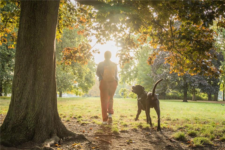 Vorsicht beim Spaziergang: Kastanien wecken bei Hunden den Spieltrieb, können aber gefährlich sein.Christin Klose/dpa-tmn