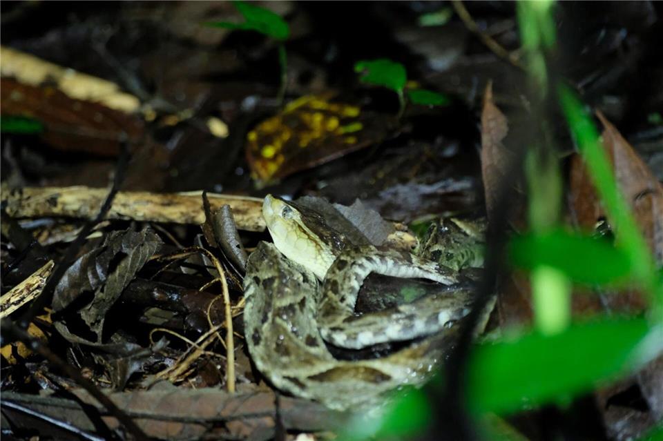 Vorsicht, giftig! Dieser Lanzenotter im Tortuguero-Nationalpark sollte man besser aus dem Weg gehen, auch wenn es ein Gegengift gibt.Costa Rica Tourism Board/dpa-tmn