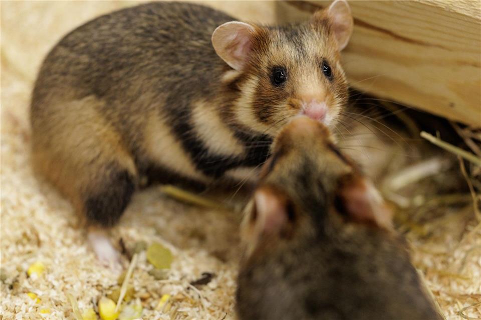 Vorsichtige Annäherung. Ein Weibchen und ein Männchen sind im NRW-Artenschutzzentrum für die Verpaarung vorgesehen. David Ebener/dpa