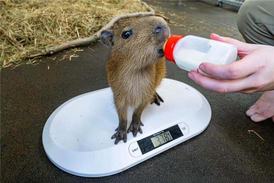 Wächst und gedeiht dank Flaschenaufzucht: Das Capybara-Jungtier Juna verlor bei der Geburt seine Mutter Stadt Dortmund/dpa