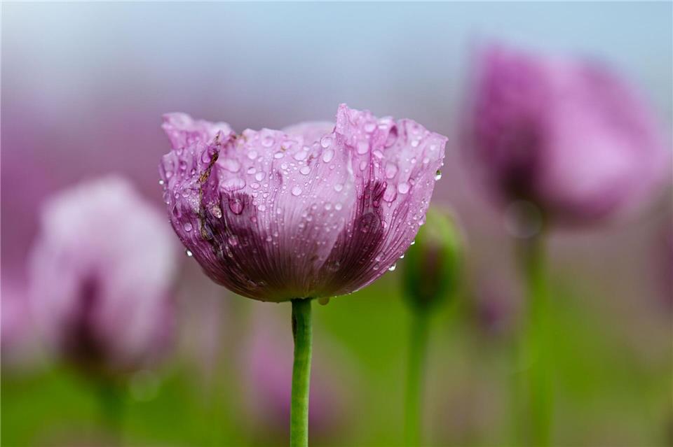Während der Blühsaison führen ausgeschilderte Wanderwege durch die Mohnfelder und Blumenwiesen.Swen Pförtner/dpa