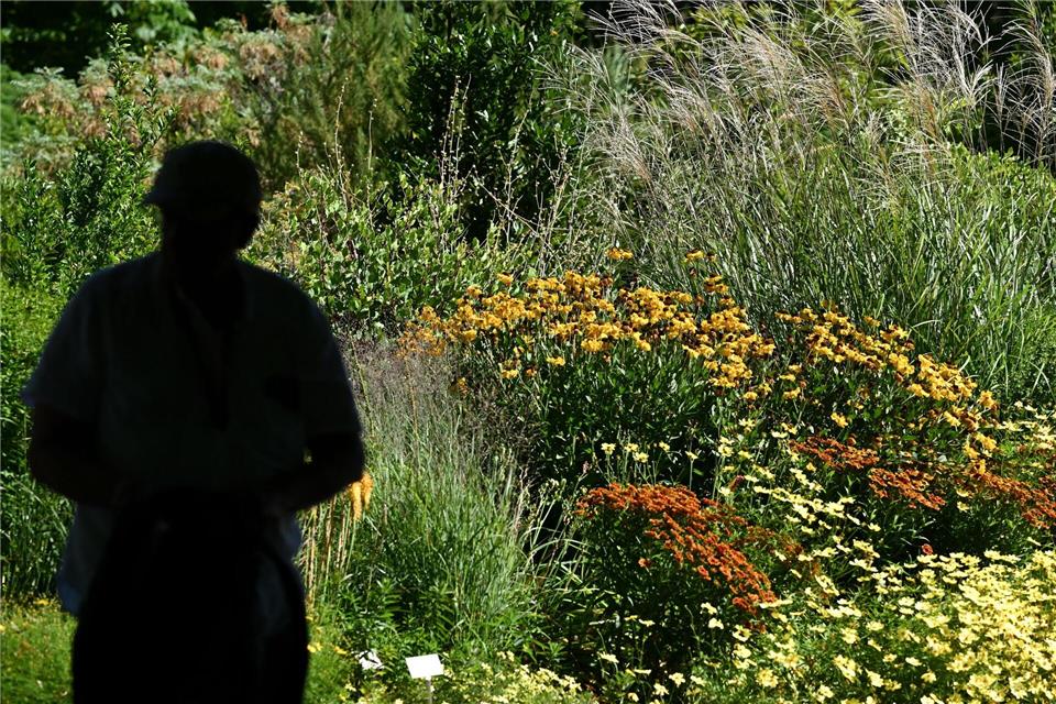 „Während der Pandemie haben wir eine größere Zahl an Diebstählen festgestellt“, berichtet eine Sprecherin des Botanischen Gartens in Frankfurt. Arne Dedert/dpa