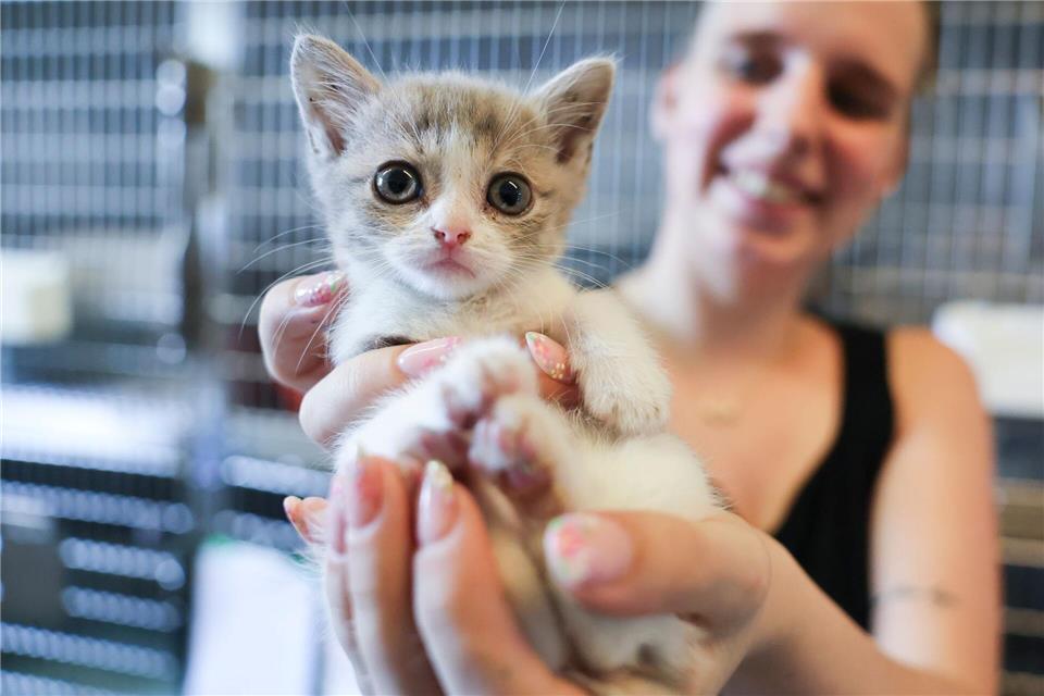 Während der Sommerferien werden Hunde, Katzen und andere Tiere besonders oft ausgesetzt.Christian Charisius/dpa