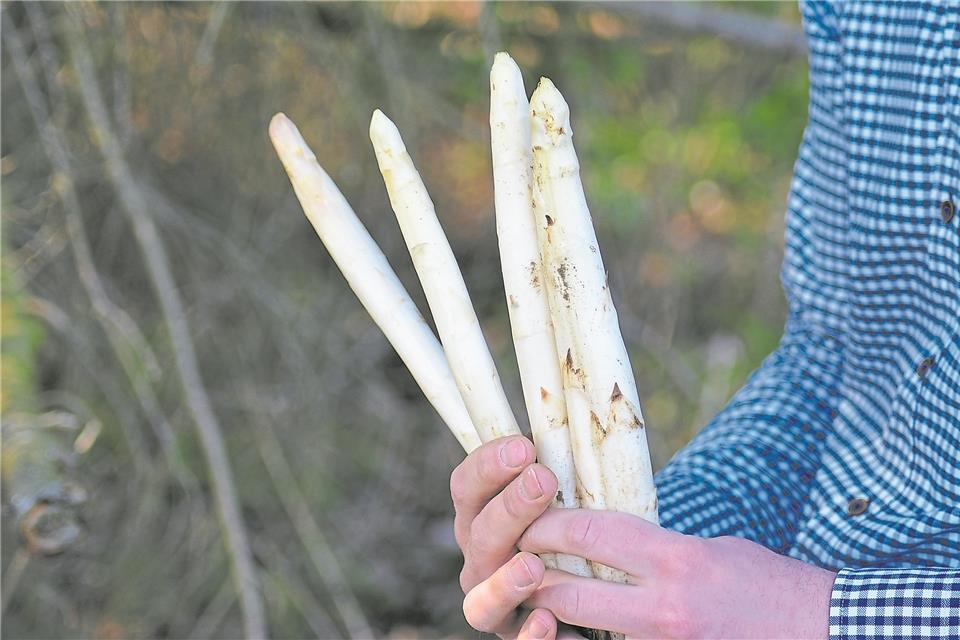 Während die Landwirte sich mit der Saison zufrieden zeigen, hatten Gastronomen in diesem Jahr weniger Spargelfreunde zu Gast.
