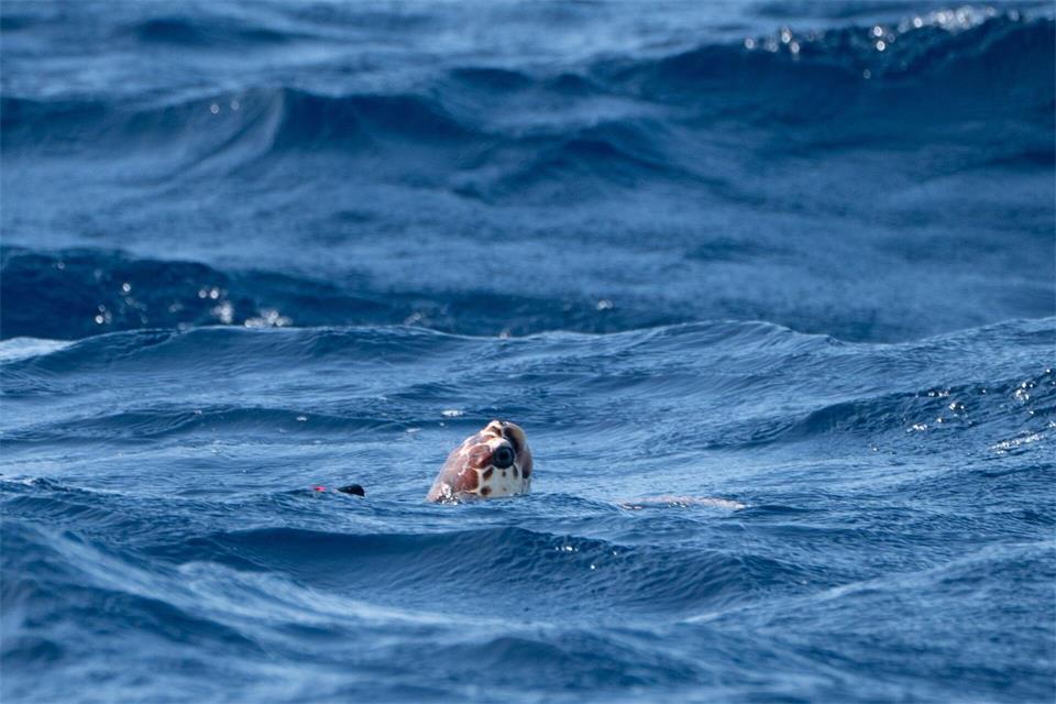Wärmere Ozeane beeinflussen auch Nahrungsketten im Meer. (Symbolbild)Ben Birchall/Press Association/dpa