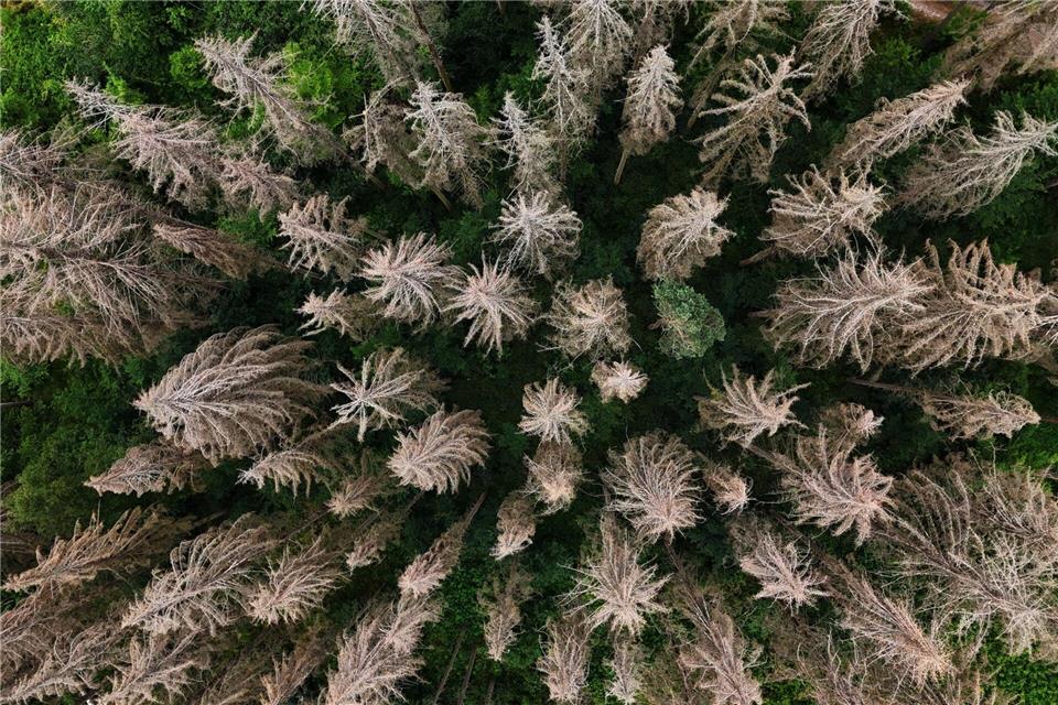 Waldbesitzer in Thüringen können Landeshilfen für die Bewältigung von Waldschäden durch Extremwetter wie Stürme oder lange Trockenheit erhalten (Symbolfoto).Martin Schutt/dpa