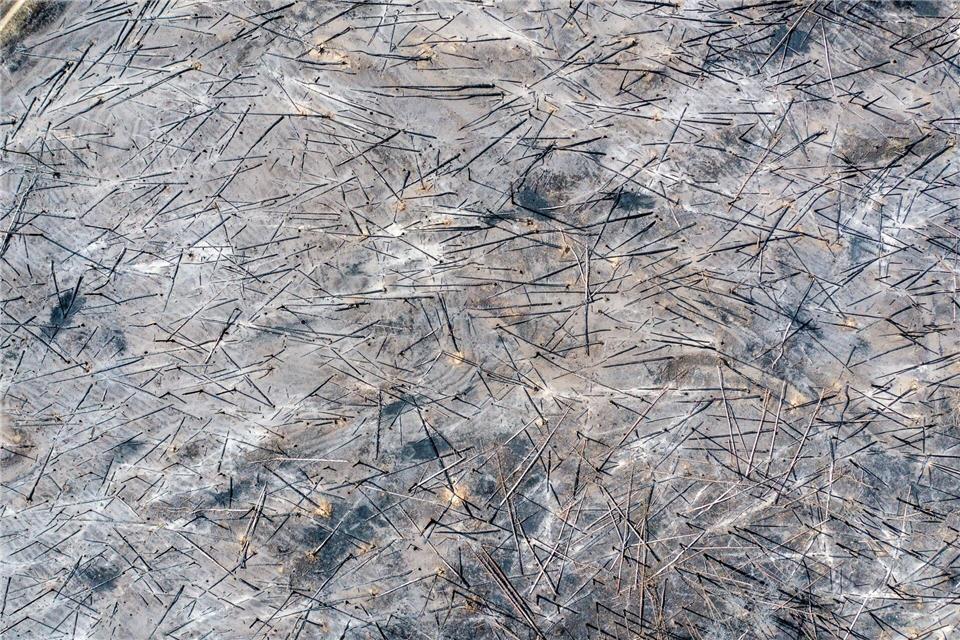 Waldbrände hinterlassen große Schäden. (Archivbild)Jens Büttner/dpa