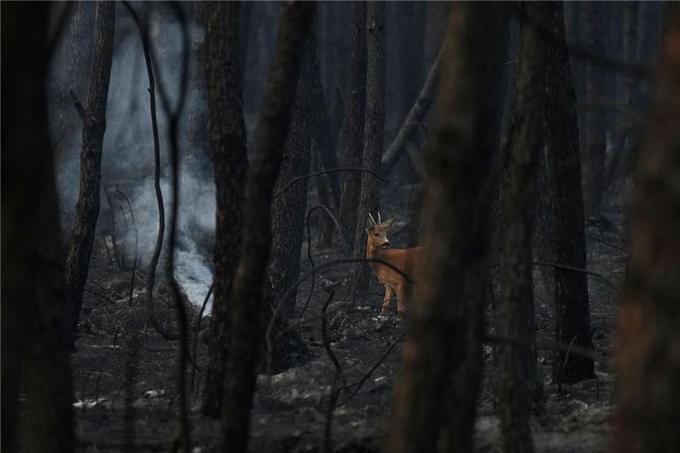 Waldbrände in Frankreich: Reh läuft durch verkohlten WaldBaz Ratner/AP/dpa