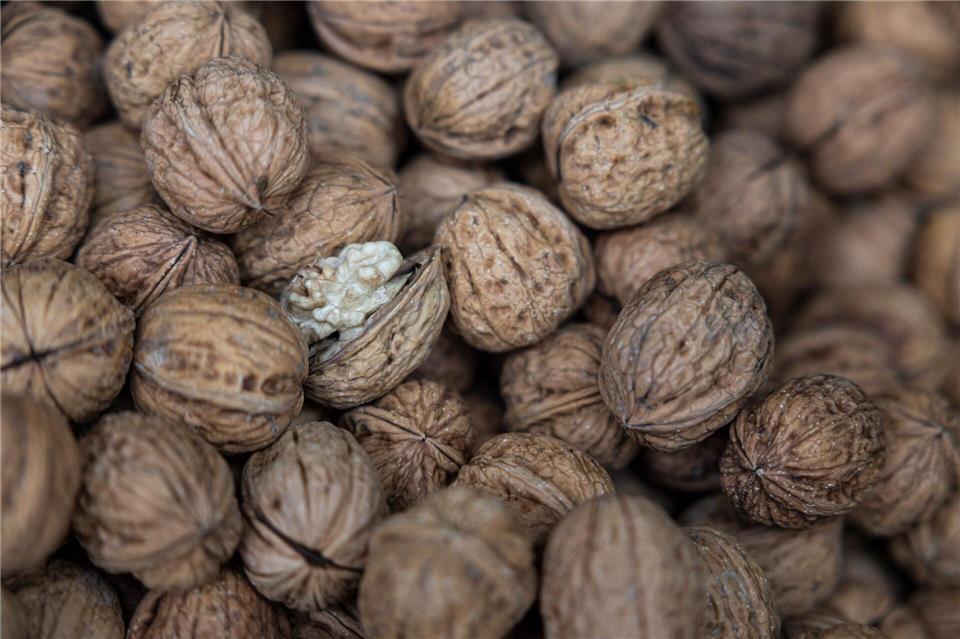 Walnüsse werden häufiger auch in Rheinland-Pfalz angebaut. Hannes P. Albert/dpa