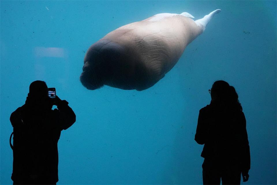 Walross schwimmt im Tierpark Hagenbeck an Besuchern vorbeiMarcus Brandt/dpa