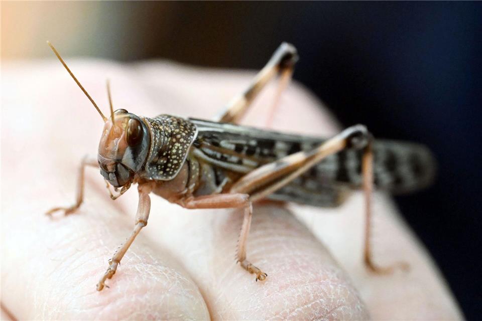 Wanderheuschrecken dienen hierzulande häufig als Futtertiere. Uli Deck/dpa