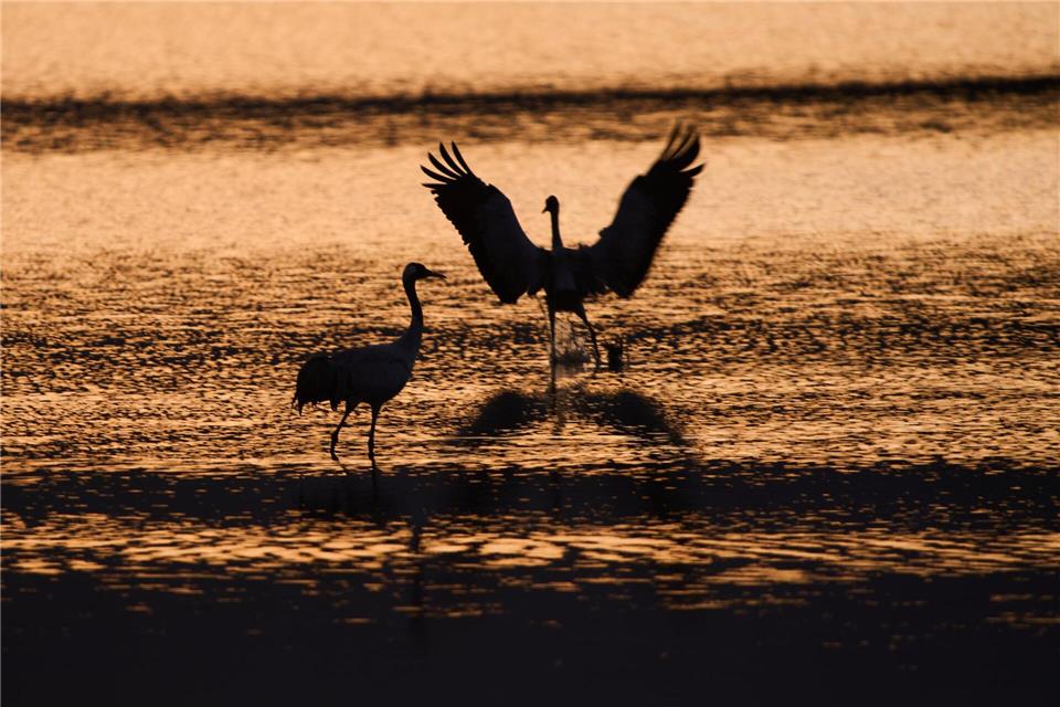 Wandernde Kraniche versammeln sich bei Sonnenaufgang im Naturschutzgebiet am Hula-See, nördlich des Sees Genezareth in Israel.Ariel Schalit/AP/dpa