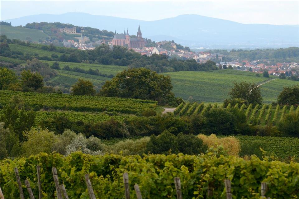 Wanderungen durch die rheinhessischen Weinberge bieten sich am Maifeiertag an. (Archivbild)Roland Holschneider/dpa