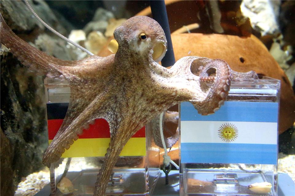 War ganz schön schlau: Krake Paul.Roland Weihrauch/dpa