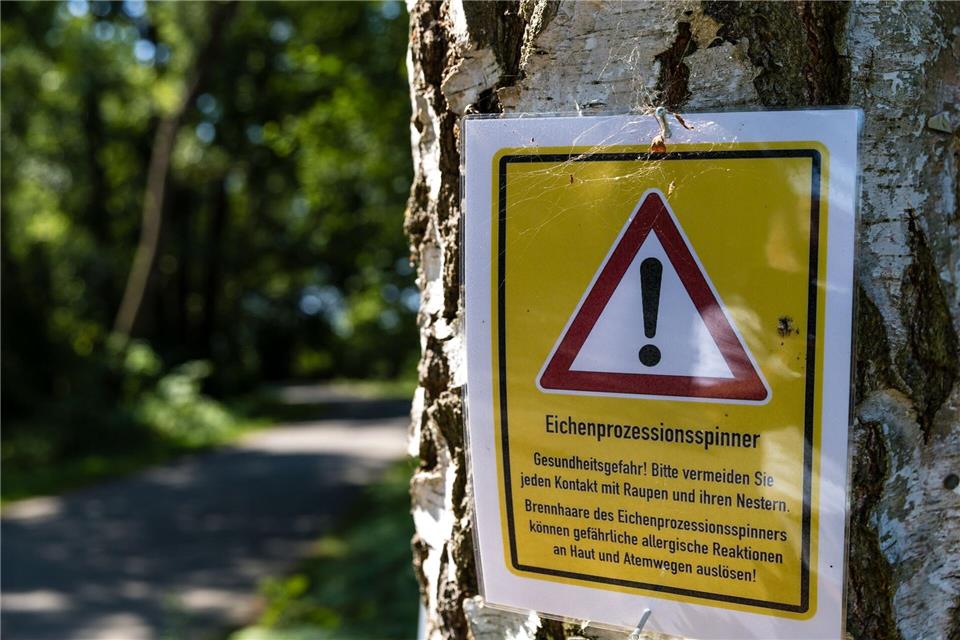 Warnung vor dem Eichenprozessionsspinner: Ein Teil der Spreewaldfließe ist gesperrt worden. Frank Hammerschmidt/dpa