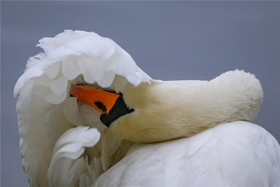 Warum der Schwan verschwand, ist unklar. (Symbolbild)Patrick Pleul/dpa/ZB