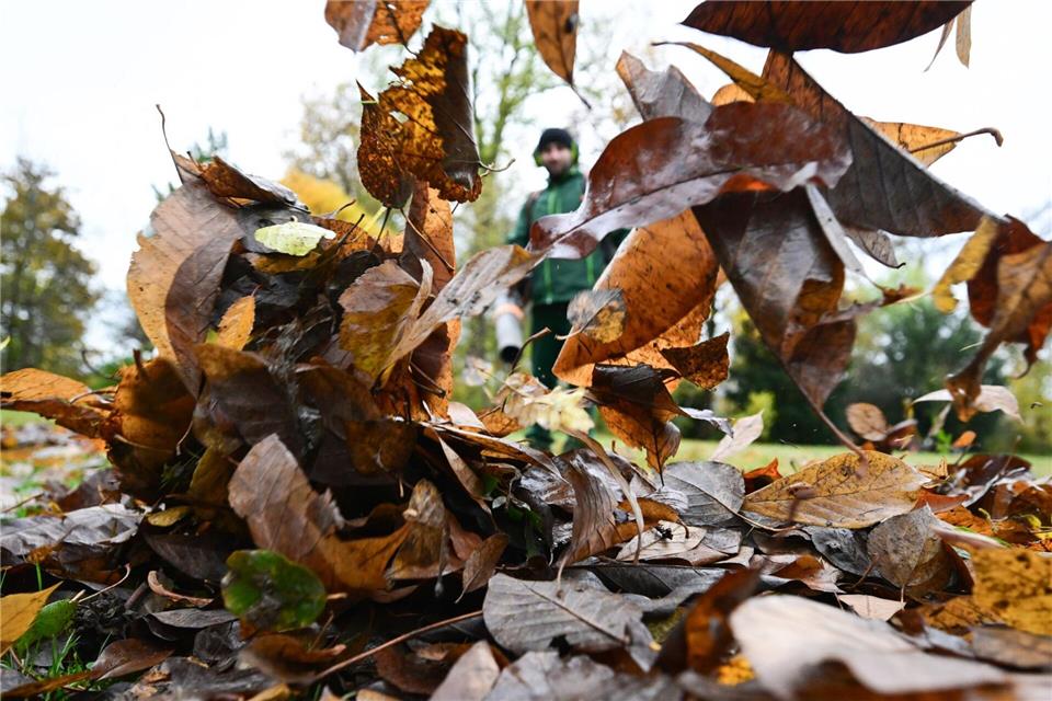 Warum liegt denn hier so viel Laub, mag sich mancher im Herbst fragen. (Symbolbild)Bernd Weißbrod/dpa