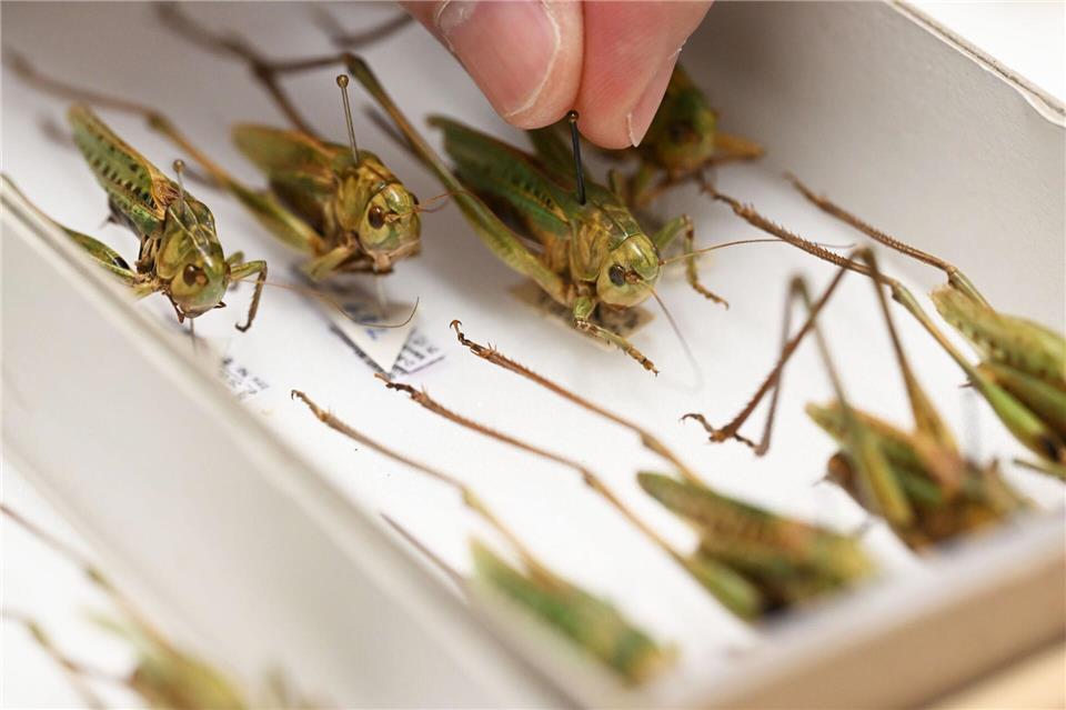 Warzenbeißer sind das Insekt des Jahres 2026.Uli Deck/dpa