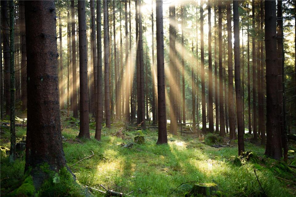 Was als Abkürzung durch den Wald begann, wurde zur stundenlangen Irrfahrt mit gefährlichem Ende. (Symbolbild)Nicolas Armer/dpa