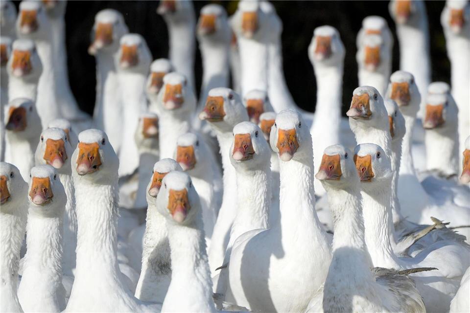 Was bringt die Vogelgrippe noch für Gänse- und Entenhalter in Schleswig-Holstein? (Archivbild)Carsten Rehder/dpa