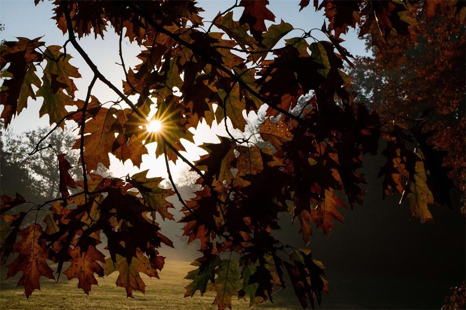 Was der Herbst mit unserem Körper macht – fünf Theorien im wissenschaftlichen Check. (Symbolbild)Alicia Windzio/dpa