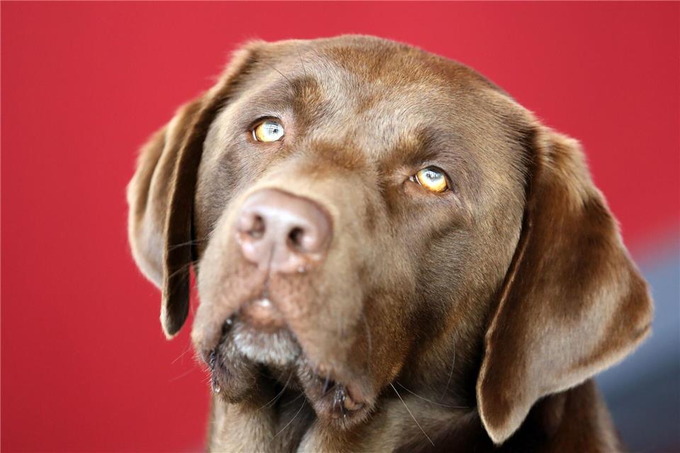 Was der entlaufene Hund in den anderthalb Stunden seines Verschwindens erlebte, ist nicht überliefert. (Symbolbild)Bernd Wüstneck/dpa-Zentralbild/dpa