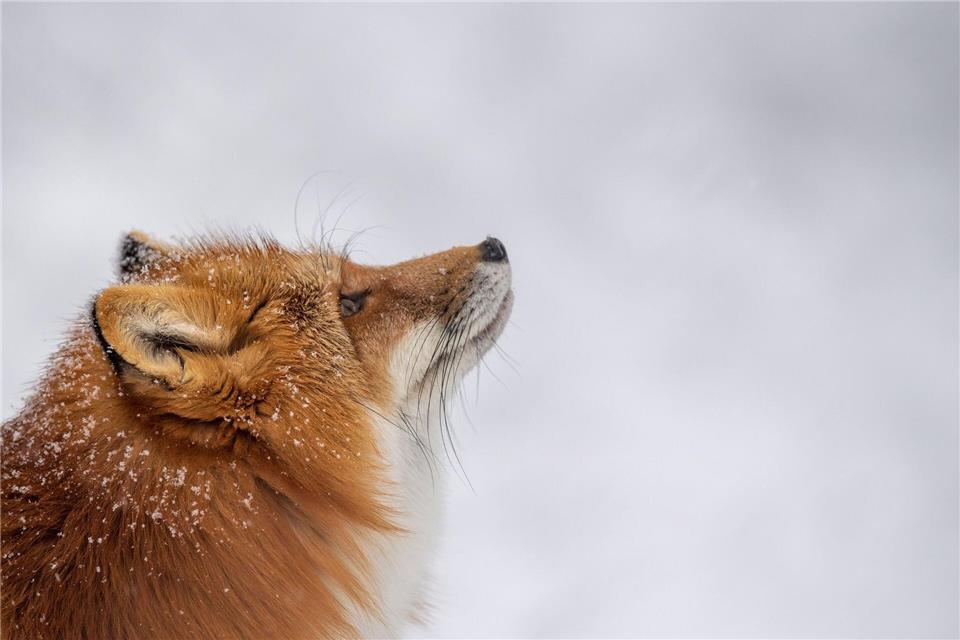 Was macht der Fuchs im Winter? Er hält keinen Winterschlaf, sondern geht auf Mäusejagd.picture alliance/dpa