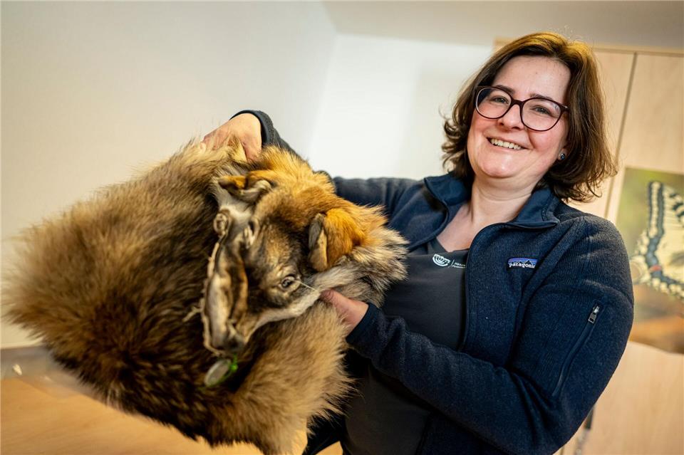 Was von einem überfahrenen Wolf übrig blieb: Ina Pokorny aus dem Naturkundemuseum zeigt ein präpariertes Wolfsfell aus der Sammlung. Fabian Sommer/dpa