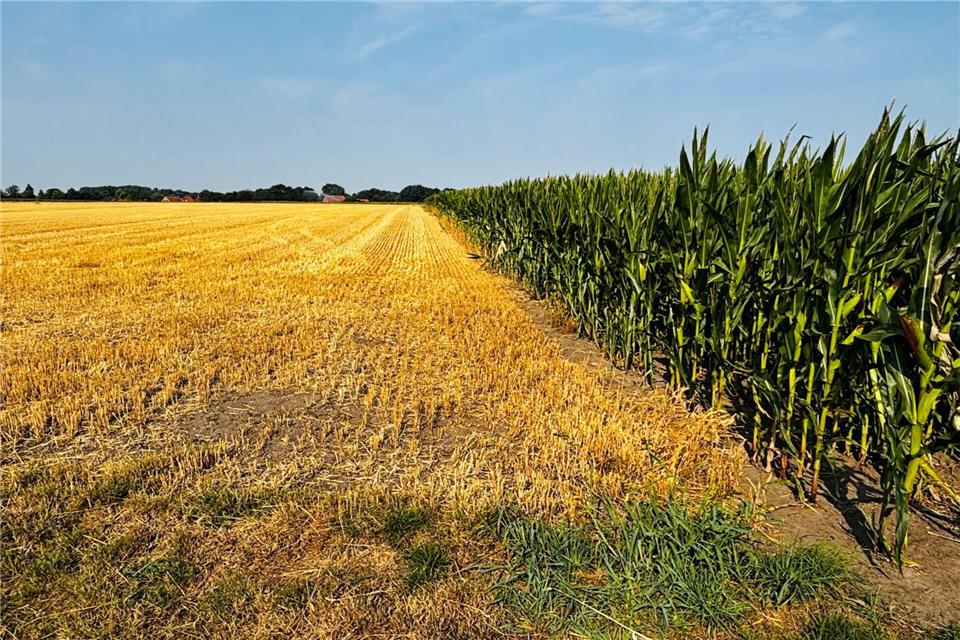 Was wächst hier wann? Links ist ein Feld schon abgeerntet, rechts wartet der Mais auf Regen.