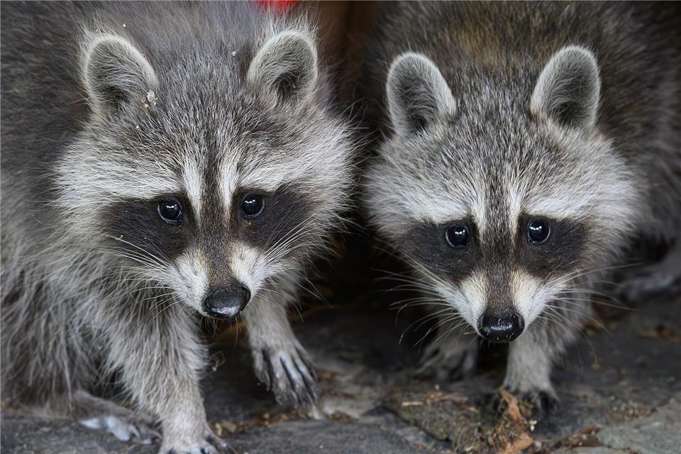 Waschbären breiten sich in Hessen immer weiter aus. (Symbolbild) Patrick Pleul/dpa