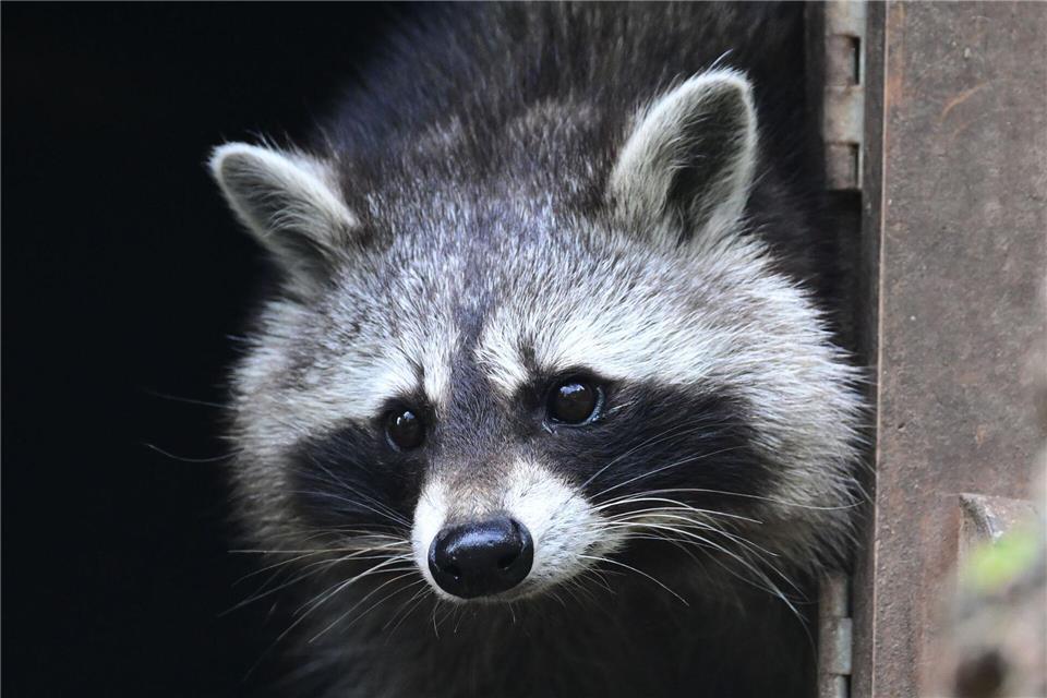 Waschbären breiten sich rasant in Hessen aus und setzen heimische Arten unter Druck. (Symbolbild)Bernd Weißbrod/dpa