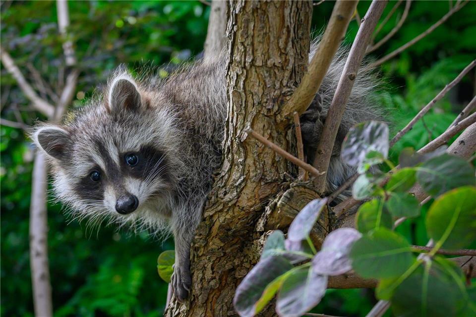 Waschbären fressen heimische Arten und richten Schäden an. Die Landesregierung will mit neuen Jagdregeln gegensteuern. (Archivbild)Patrick Pleul/dpa